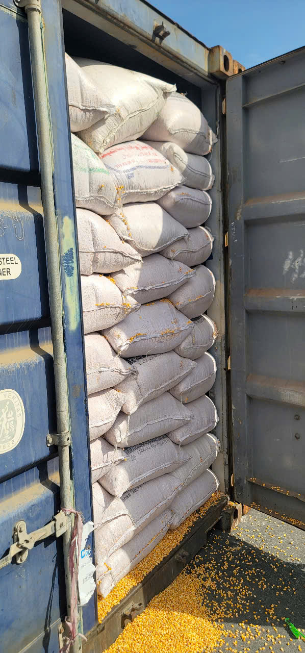 NGÔ HẠT VỤ HÈ PAKISTAN